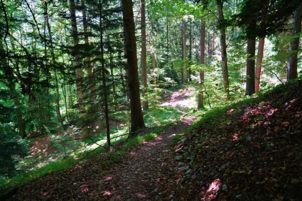 Zwischen Aare und Alpenblick