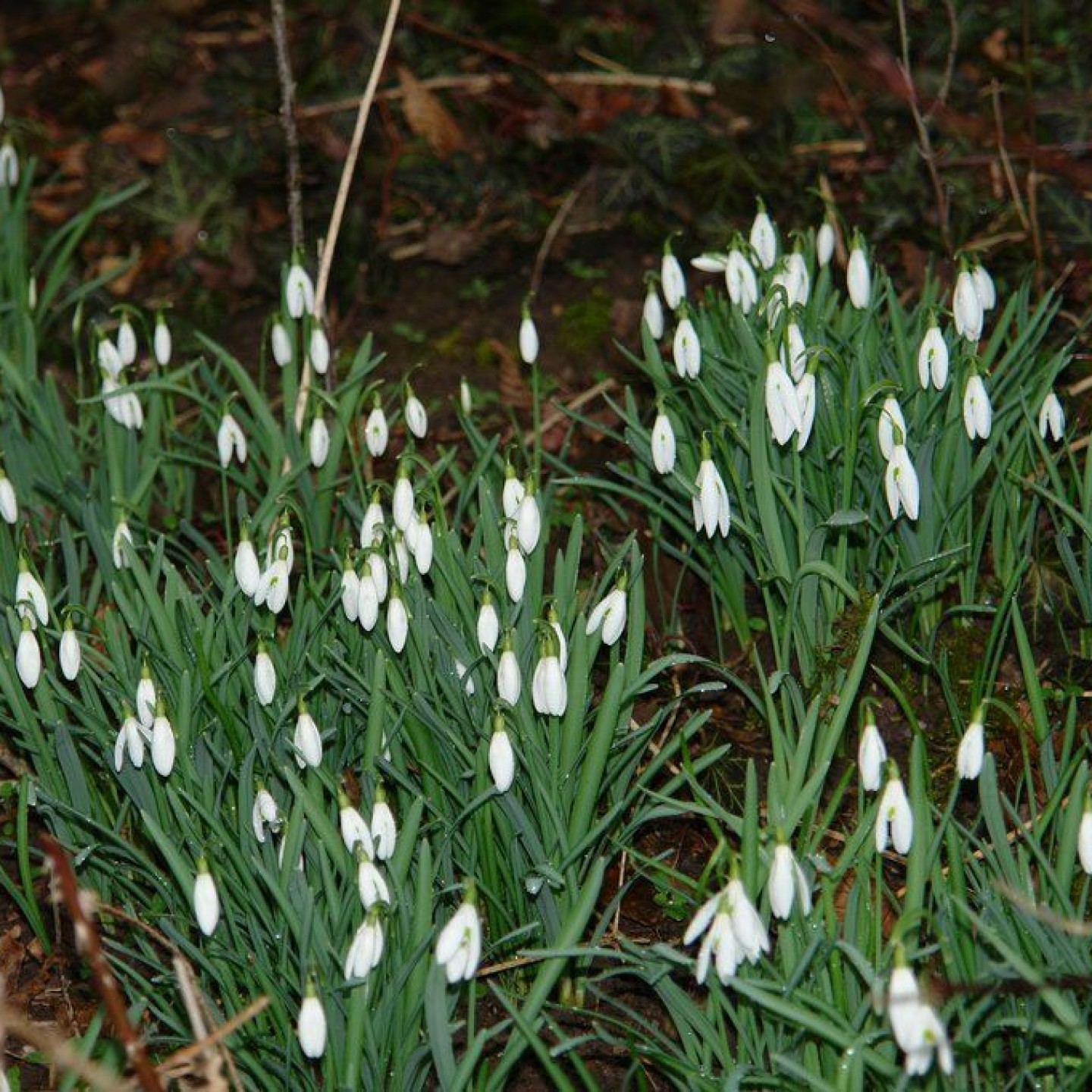 Altberg_00027