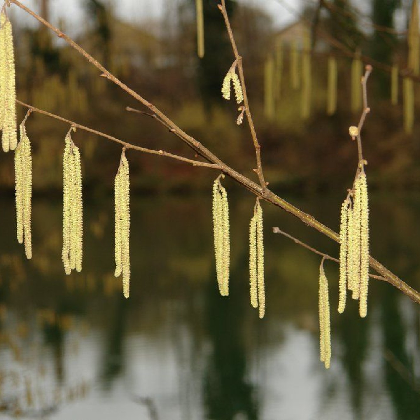 Altberg_00003