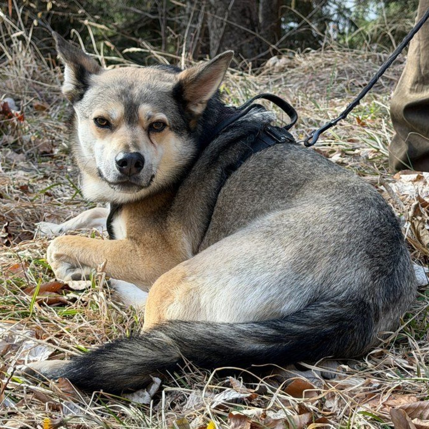 Wolf_00018