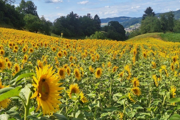 Feierabendwanderung Stierenberg