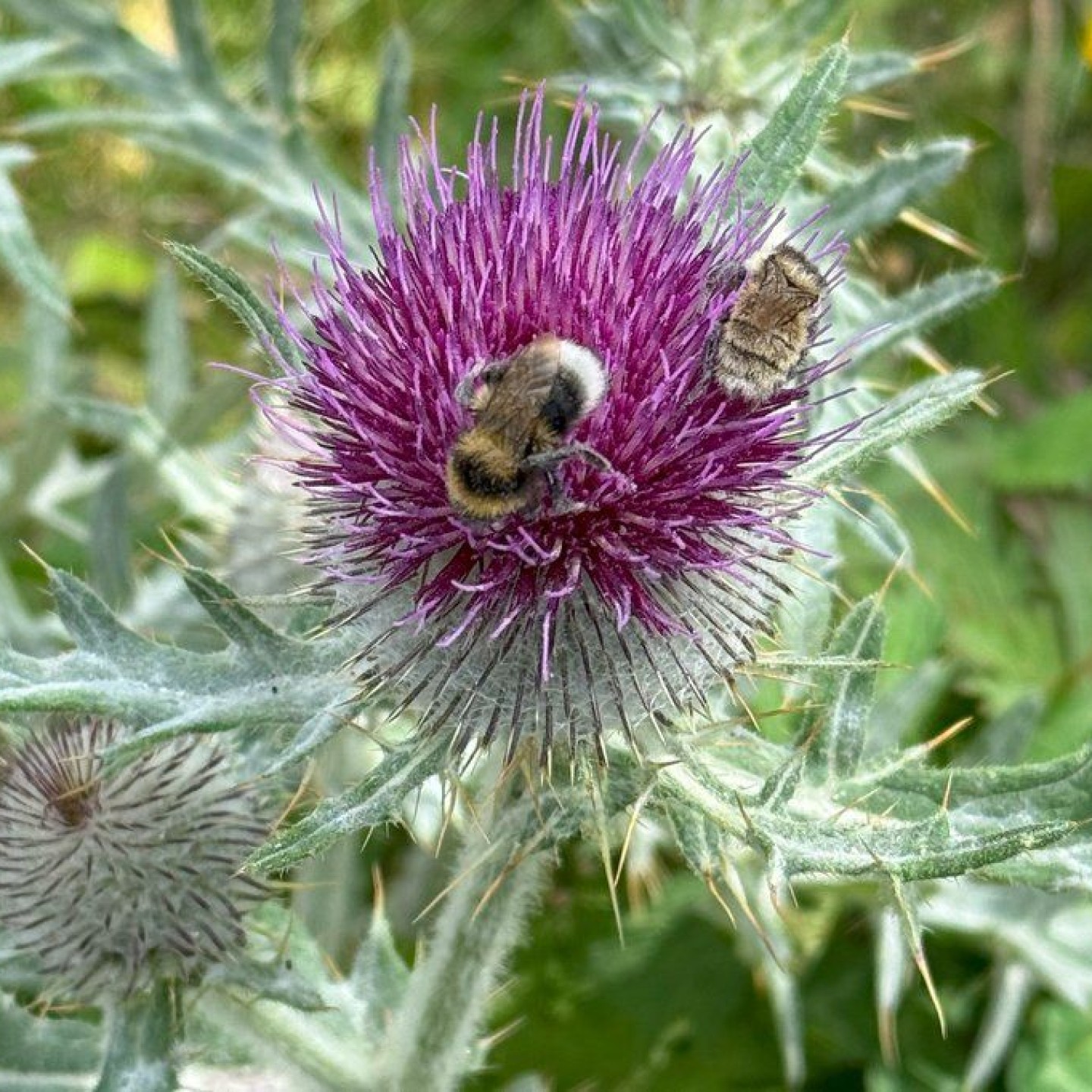 5c