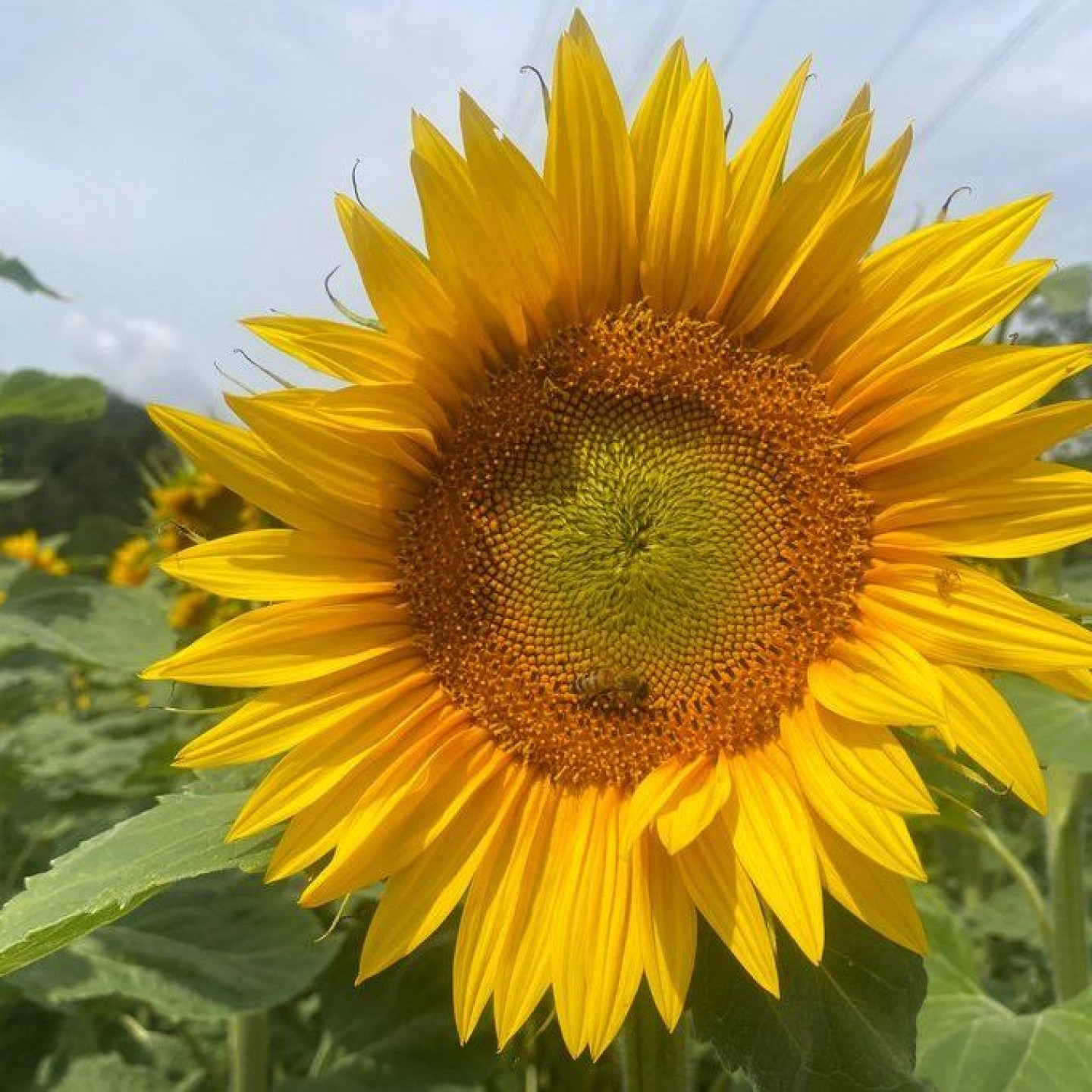 6